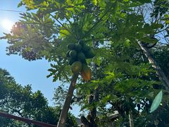 -西双版纳傣族园