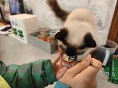 -共舞时光猫咖·狗咖(新街口店)