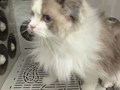 -FAELING PETS美天灵宠物(富力广场店)