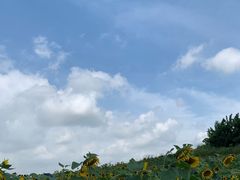 -光明小镇欢乐田园