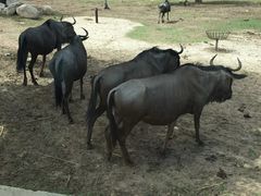 -西安秦岭野生动物园