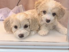 -翊宠yipet猫狗购宠庄园犬舍•猫舍