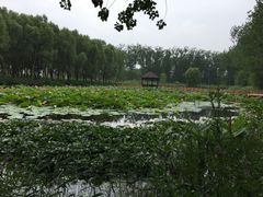 -微山湖红荷湿地景区