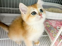 -翊宠yipet猫狗购宠庄园犬舍•猫舍