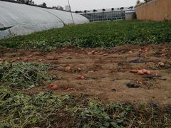 -万源龙顺度假庄园生态观光园