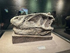 -自贡恐龙博物馆