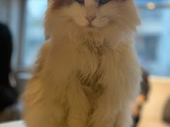 -猫儿山۰猫主题餐厅