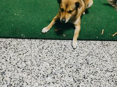 -翊宠yipet猫狗购宠庄园犬舍•猫舍