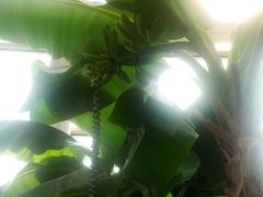 android_upload_pic-石家庄市植物园