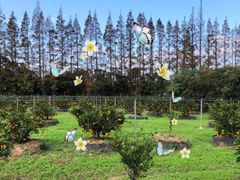 -前小桔亲子创意农场·草莓采摘·露营烧烤