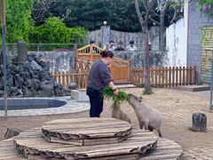 -合肥野生动物园