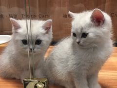 -袖虎·猫馆(体育西路店)