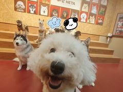 -和它·交个朋友·狗咖猫咖(爱琴海店)