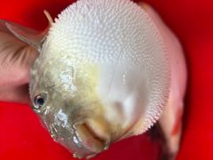 -原龙海鲜大排档(美食地标店)
