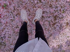 -朝阳公园