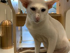 -飞行喵MR PILOT|猫舍·猫咖(静安大融城店)