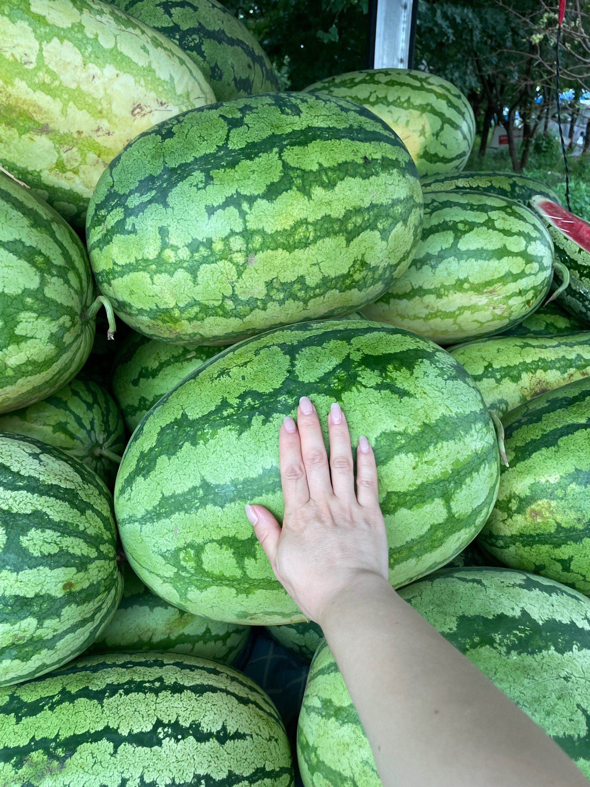 超级无敌大西瓜