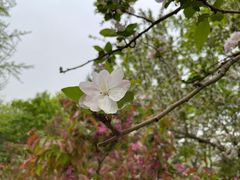 -海棠花溪(元大都城垣遗址公园)