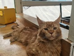 -猫小院猫主题咖啡厅(北锣店)