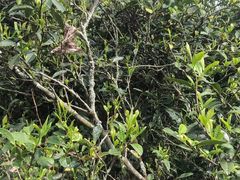 -文雅轩茶叶(锦和越界田林坊店)