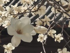 -护国法轮寺