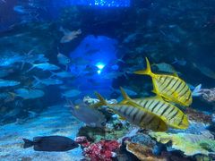 -太平洋海底世界