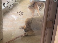 -瑞鹏宠物医院·夜间急症·心超·猫科(祖庙分店)