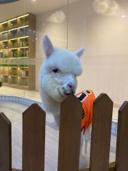 -Moni星球萌宠·小马宝莉·灵蛇·高端高阶全萌宠互动体验俱乐部(红豆国际广场店)