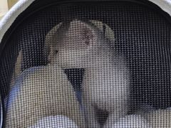 -美联众合动物医院·24h转诊中心