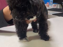 -艾贝尔宠物医院 ·中兽医·宠保定点(北门桥店)