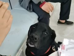 -中农国际动物医院24小时·猫科·骨科·急重症中心