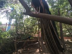 -燕塞湖鸟语林景区