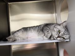 -芭比堂动物医院·犬猫全科·异宠专科(雁塔分院)