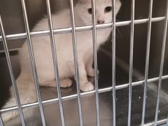 -萌兽医馆·犬猫专科·眼科中心·宠物医院(朝阳门分院)