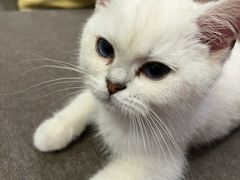 -lincat·猫舍(广州店)