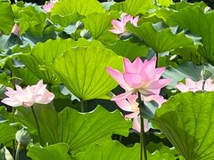 -荔湾湖公园