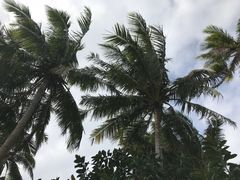 -东郊椰林