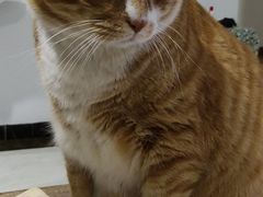 -宠物星动物医院·眼科·异宠·猫科(江南大道总院)