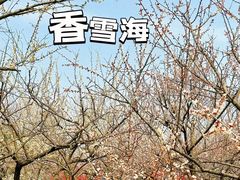-香雪海