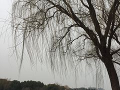 -昆山城市生态森林公园