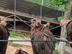 -西霞口神雕山野生动物世界