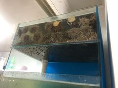 -海胆小馆(东北水饺·春柳店)