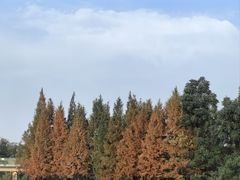 -白鹭湾湿地公园