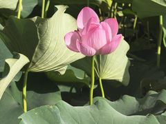-莲花池公园