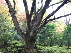 -常寂光寺