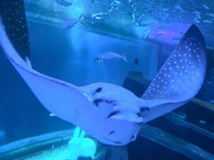 -江和美海洋公园