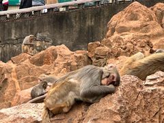 -昆明动物园