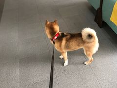 -爱妮康宠物医院·干细胞免疫细胞·肿瘤·心脏(张江店)