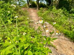 -黄埔油麻山森林公园