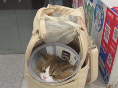 -四月宠物医院·猫专科·心脏专科·内科(转塘店)
